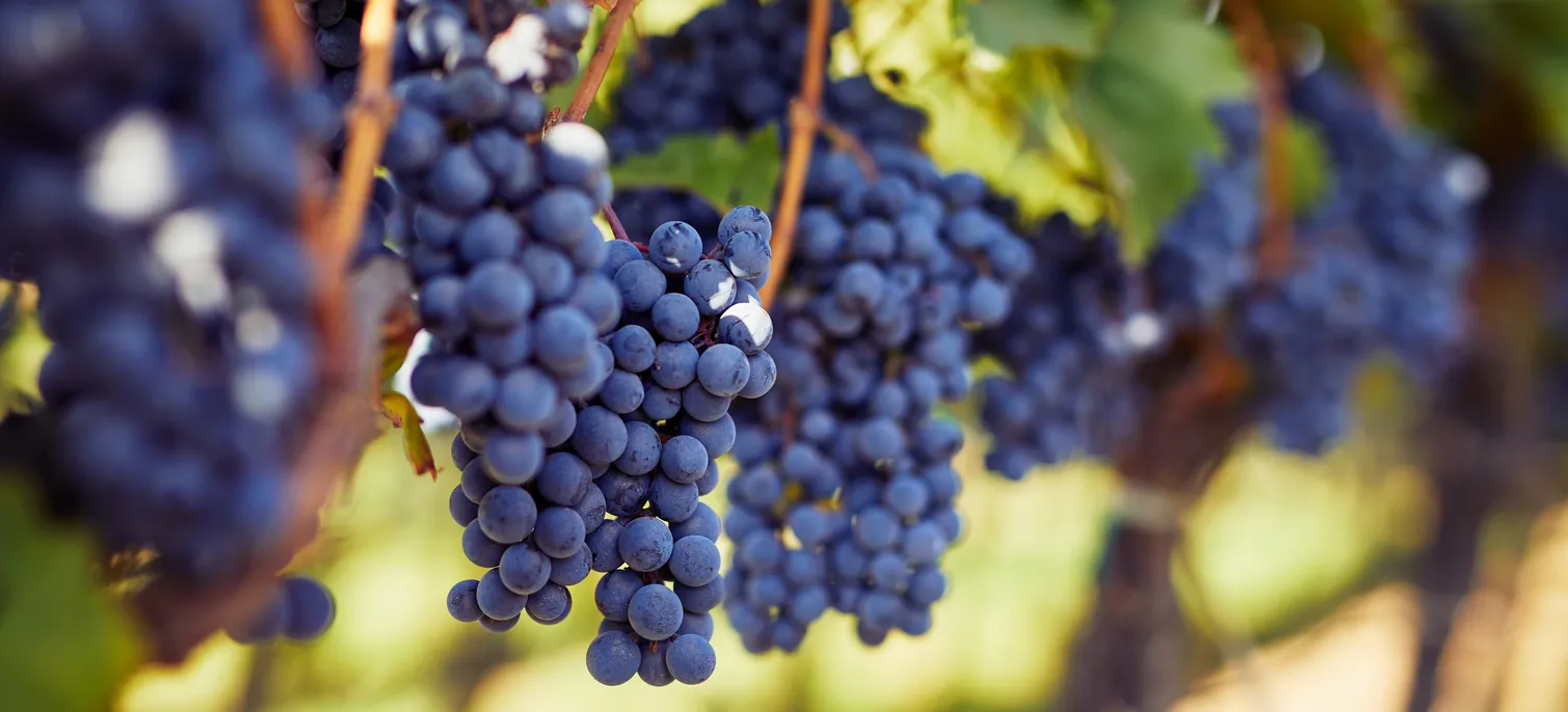 連載 マシンルームとブランケット HPEの考えるWX - 新しい働き方を実現するビジョンと意識改革